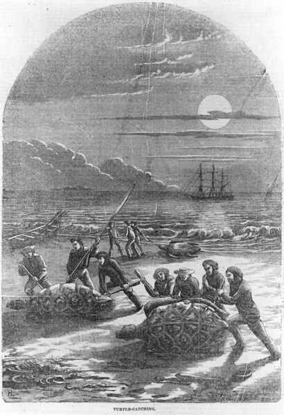 File:StateLibQld 2 395489 Catching turtles, wood engraving, 1875.jpg