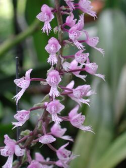 Stenoglottis fimbriata - Flickr 003.jpg