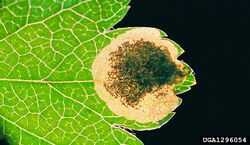 Stigmella paradoxa.jpg