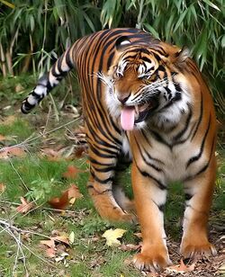 Sumatratiger-004.jpg