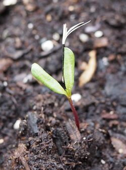 Tagetes-sprouting.jpg