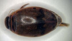 Thermonectus nigrofasciatus 6.JPG