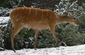 Tragelaphus spekei Weibchen.jpg