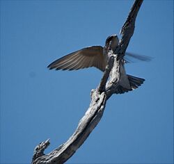 Tree Martin Rottnest.jpg