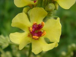 Verbascum chaixii 'Sixten Candles' 3.JPG