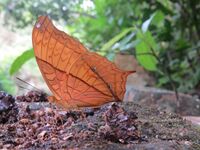 Vindula erota Fabricius, 1793 – Cruiser male - at Kottiyoor Wildlife Sanctuary (40).jpg