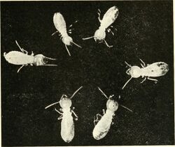 Workers of the termite Reticulitermes tibialis Banks.jpg