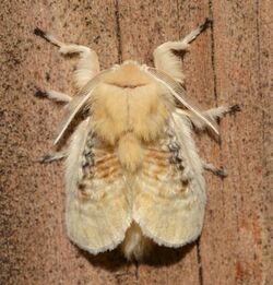 - 4644 – Megalopyge crispata – Black-waved Flannel Moth (48128197607).jpg