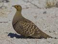 2012-namaqua-sandgrouse-male.jpg