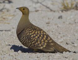 2012-namaqua-sandgrouse-male.jpg