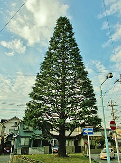 Street tree rising like a river island in the middle of a public road, Fujimino-city, Saitama, Japan.