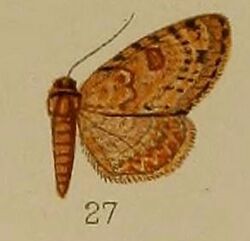 27-Chloroclystis plicata=Axinoptera plicata (Hampson, 1912).JPG