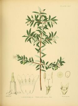 A hand-book to the flora of Ceylon (Plate LXIV) (6430654497).jpg