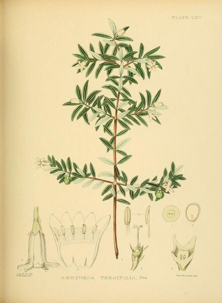File:A hand-book to the flora of Ceylon (Plate LXIV) (6430654497).jpg