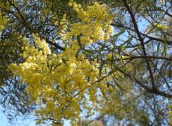 Acacia decora foliage and flowers.jpg