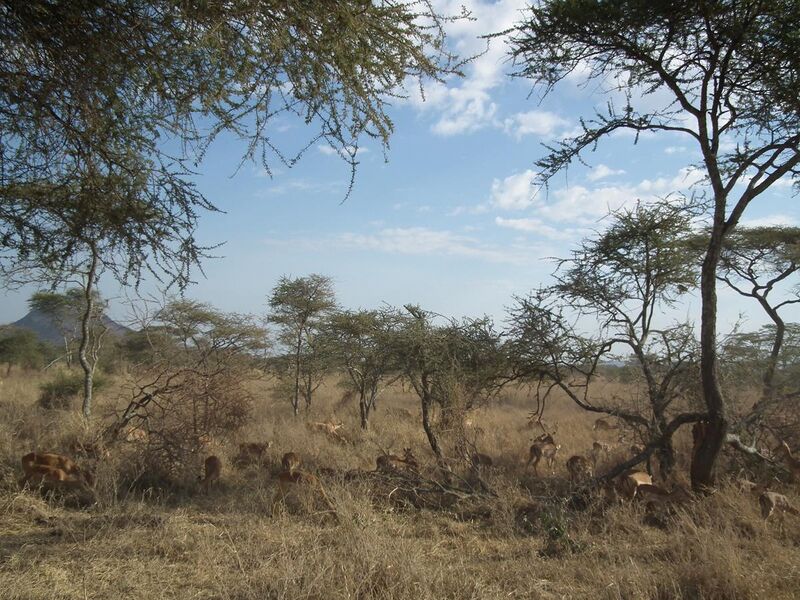 File:Aepyceros melampus Impala in Tanzania 3490 Nevit.jpg
