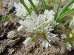 Allium simillimum-5-02-04.jpg