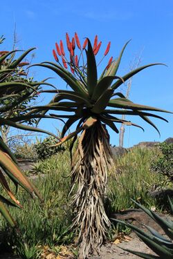 Aloe excelsa at Mount Coot-tha.JPG