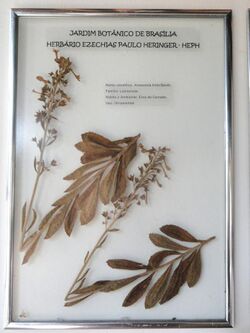 Amasonia hirta - Herbário Ezechias Paulo Heringer - DSC09781.JPG