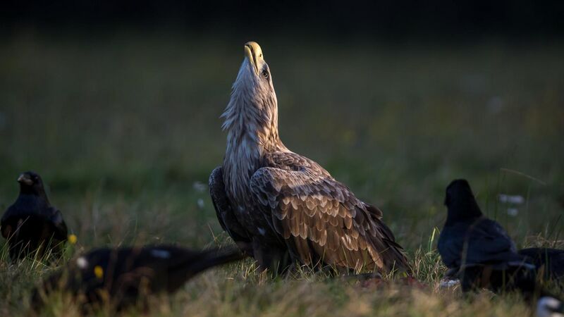 File:An adult white-tailed eagle (Haliaeetus albicilla) defending its prey.jpg