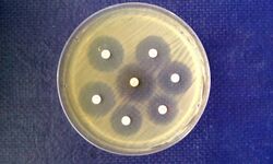 Antibiotic suceptible bacteria.jpg