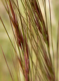 Aristida purpurea close.jpg