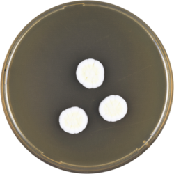 Aspergillus ambiguus meaox.png