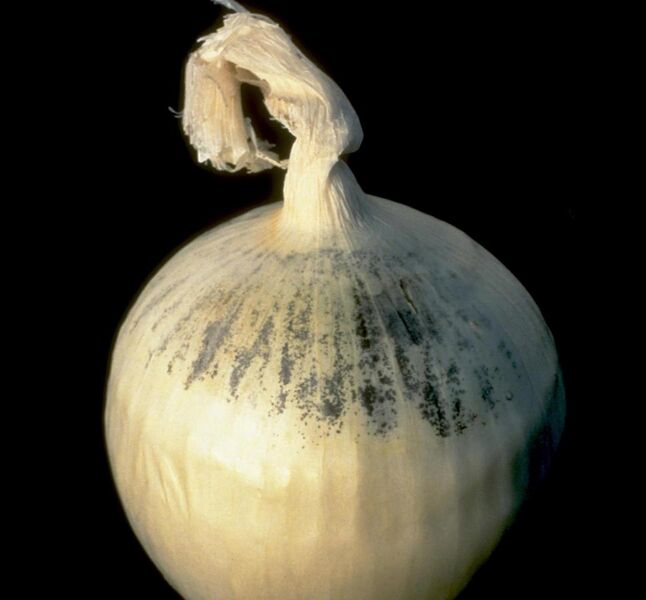 File:Aspergillus niger on onion.jpg