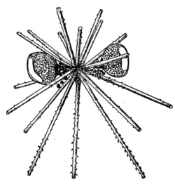 Astracantha paradoxa 1908 by Haecker.png