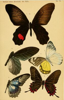 Berliner entomologische Zeitschrift (1865) Taf VI.jpg