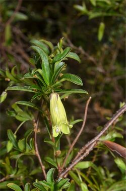 Billardiera longiflora.jpg