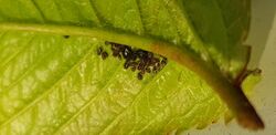 Black Cherry Aphid.jpg