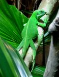 Brachylophus bulabula Cologne Zoo.jpg