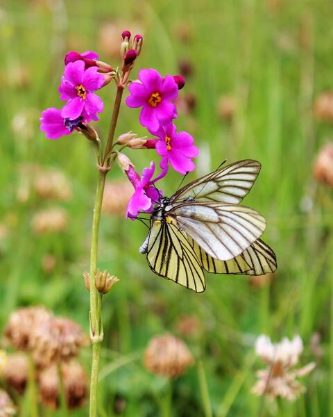 File:Butterfly with Flower.jpg