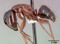 Camponotus dumetorum casent0005342 profile 1.jpg