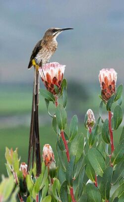 Cape Sugarbird (Promerops cafer).jpg