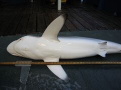 A shark lying on its side with its white belly towards the viewer; it has long pectoral fins with dark tips
