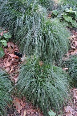 Carex divulsa - Leaning Pine Arboretum - DSC05828.JPG