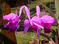 Cattleya lawrenceana.jpg