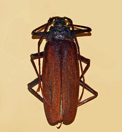 Cerambycidae - Macrotoma serripes.JPG