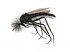 Chironomidae indet. (Chironomidae) (Unidentified Non-biting Midge) - (male imago), Arnhem, the Netherlands - 2.jpg