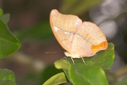 Cirrochroa thais at Kadavoor.jpg