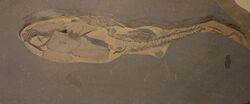 Coccosteus-Paleozoological Museum of China.jpg