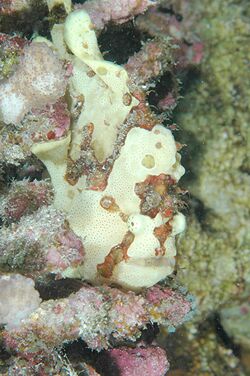 Commerson's Frogfish, Kona, Hawaii.jpg