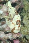 A Commerson's frogfish: disruption and mimicry