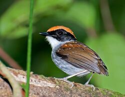 Conopophaga melanops -Vale do Ribeira, Juquia, Sao Paulo, Brazil -male-8.jpg