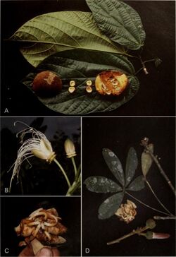 Contributions from the United States National Herbarium (2006) (20501949719).jpg