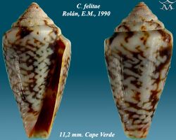 Conus felitae 1.jpg