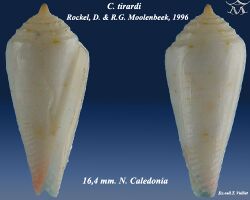 Conus tirardi 1.jpg