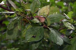 Cordia dentata 11zz.jpg